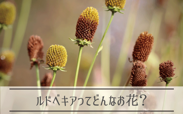 ルドベキアってどんなお花？