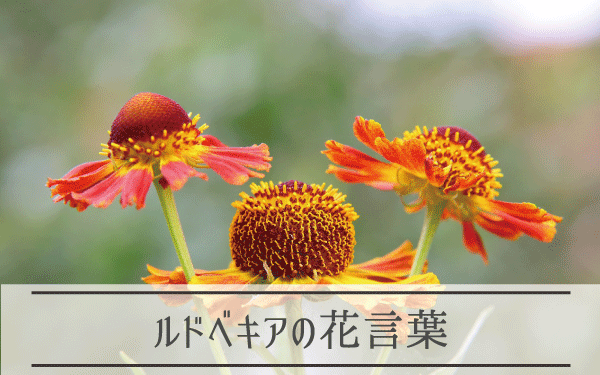 ルドベキアの花言葉