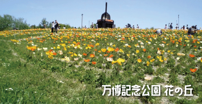 沢山のコスモスを見るなら万博記念公園の「花の丘」