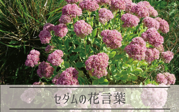 セダムの花言葉