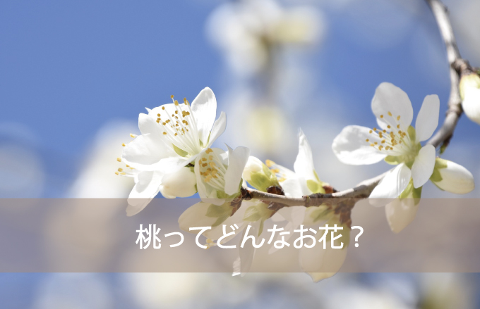 桃（もも）ってどんなお花？