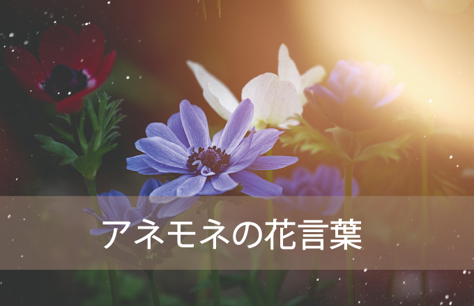 アネモネの花言葉