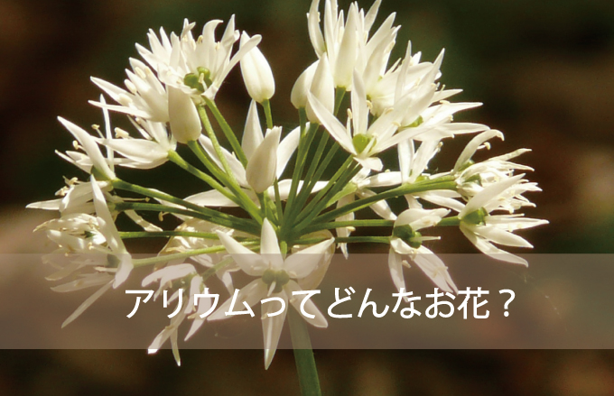 アリウム（ギガンジューム）ってどんなお花？