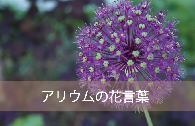 アリウム（ギガンジューム）の花言葉