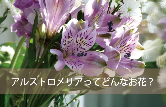 アルストロメリアってどんなお花？