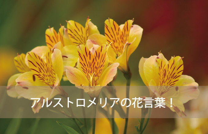 アルストロメリアの花言葉