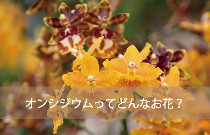 オンシジウムってどんなお花？