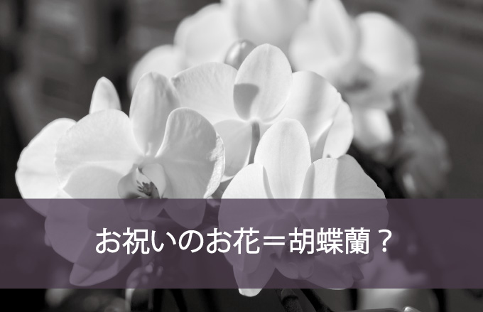 お祝いのお花＝胡蝶蘭？