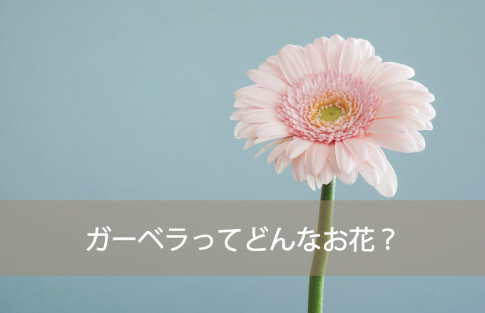 ガーベラってどんなお花？