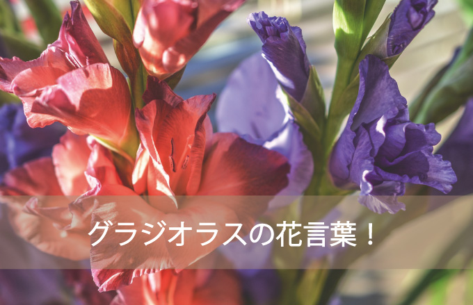 グラジオラスの花言葉