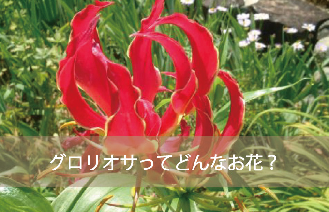 グロリオサってどんなお花？