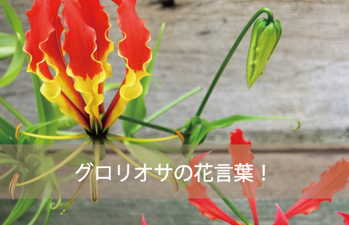 グロリオサの花言葉