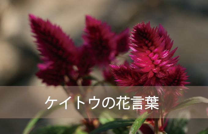 ケイトウの花言葉