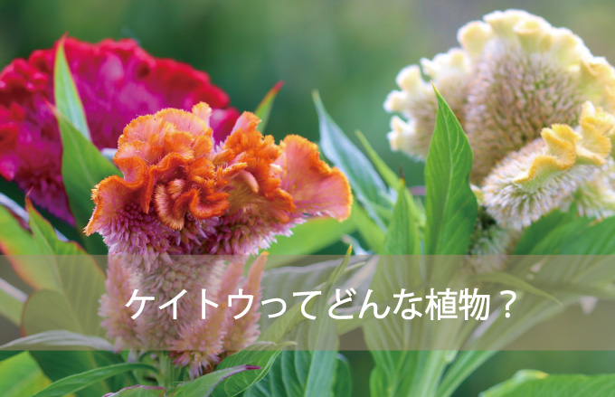 ケイトウってどんなお花？