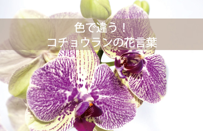 コチョウランの花言葉