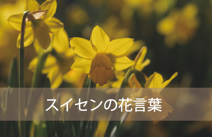 スイセンの花言葉