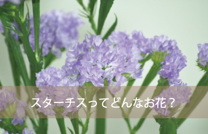 スターチスってどんなお花？