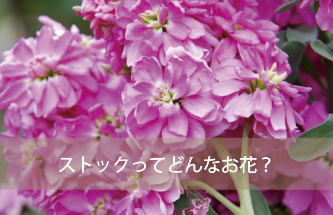 ストックってどんなお花？