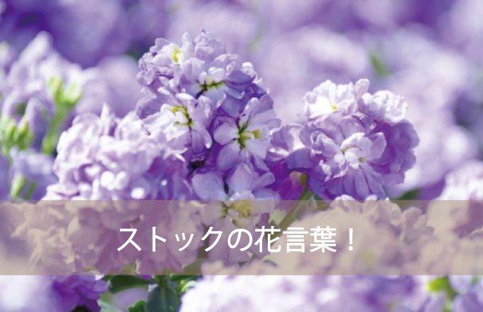 ストックの花言葉