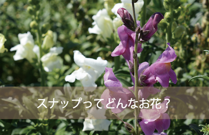 スナップ（キンギョソウ）ってどんなお花？