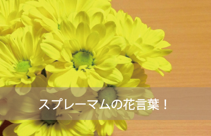 スプレーマムの花言葉