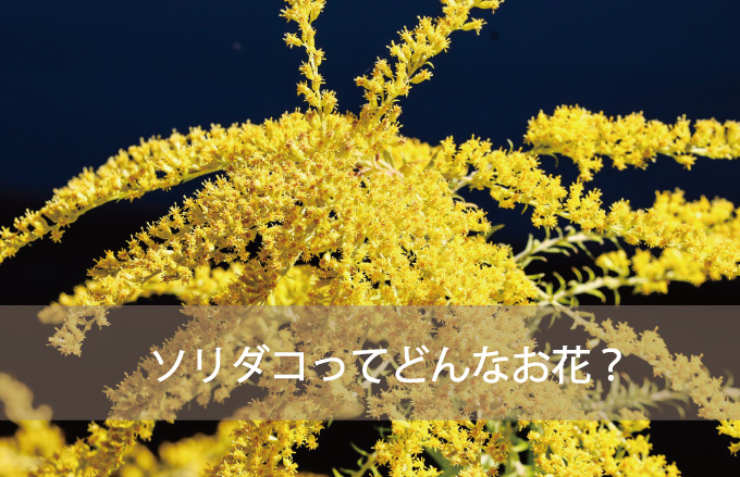 ソリダコ（ソリダゴ）ってどんなお花？