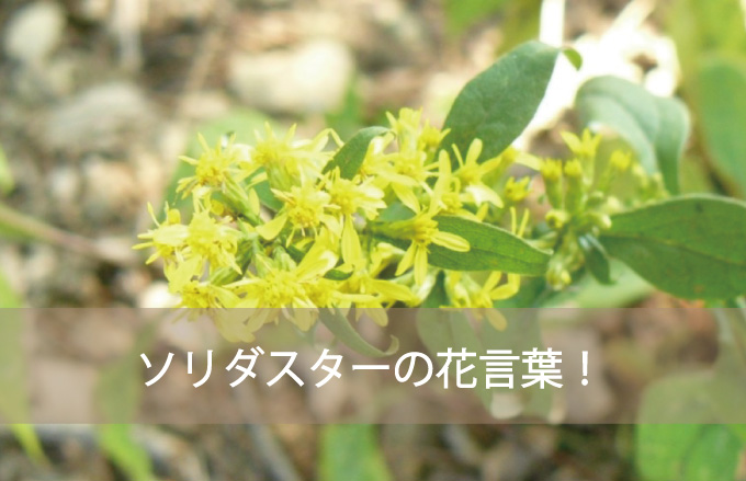 ソリダスターの花言葉