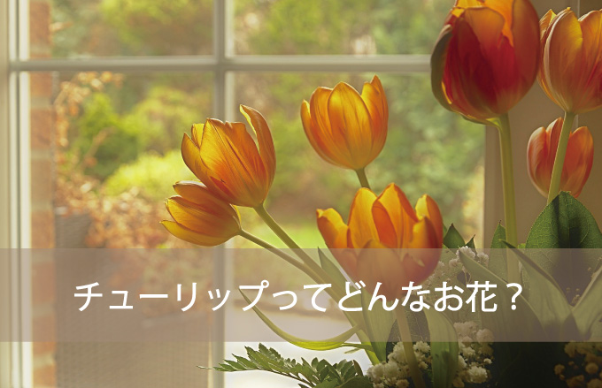 チューリップってどんなお花？