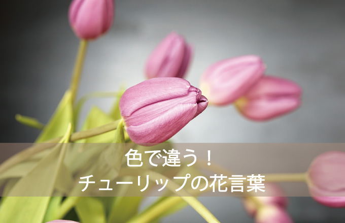 チューリップの花言葉