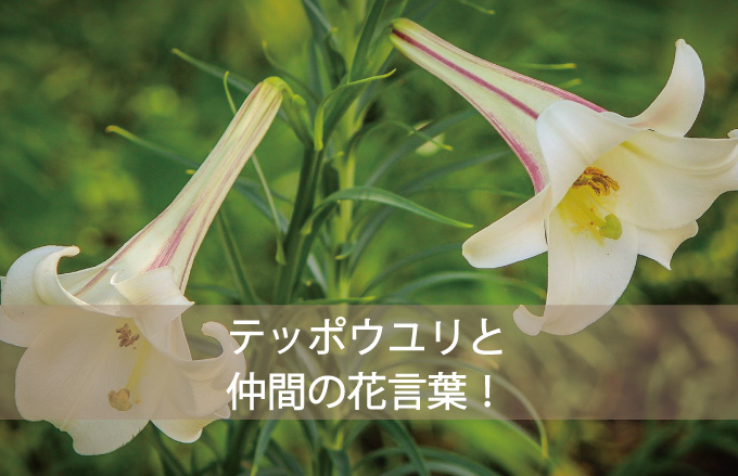 テッポウユリの花言葉とは？