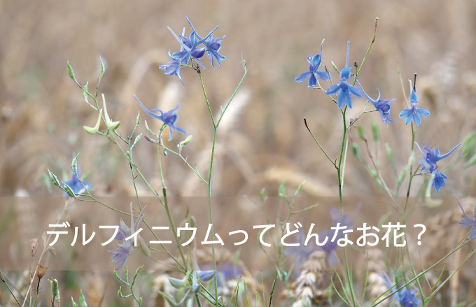 デルフィニウムってどんなお花？