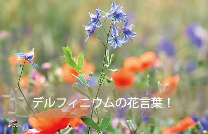 デルフィニウムの花言葉