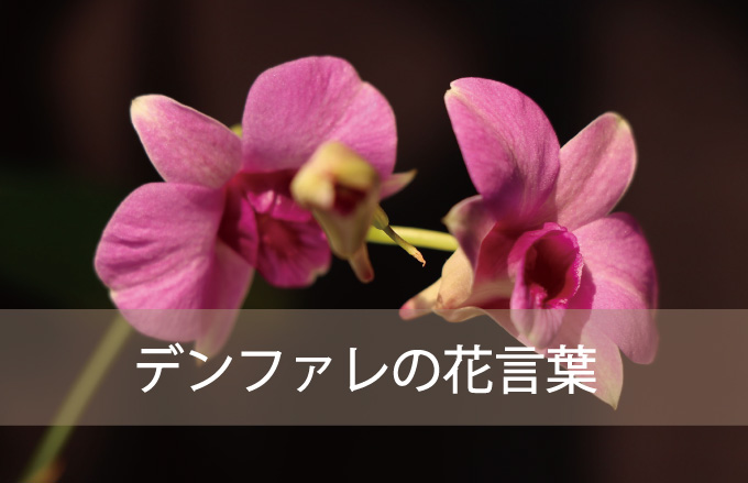 デンファレの花言葉