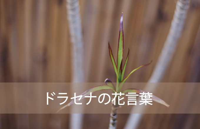 ドラセナの花言葉