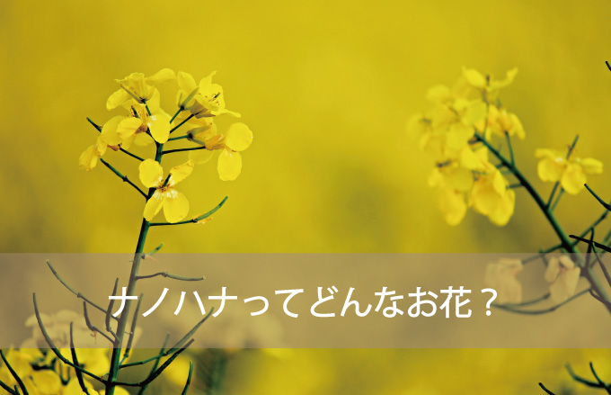 ナノハナってどんなお花？