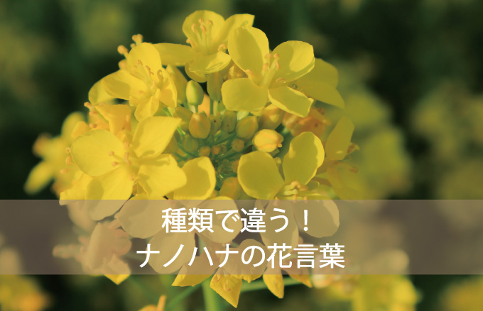 ナノハナってどんなお花？