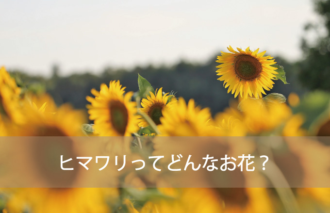 ヒマワリってどんなお花？