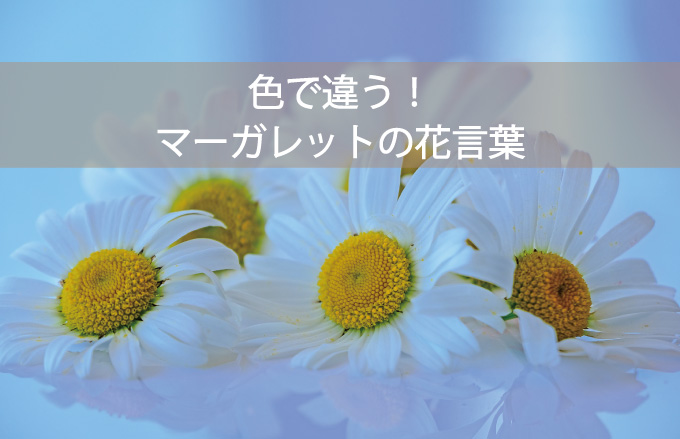 マーガレットの花言葉