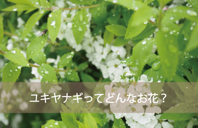 ユキヤナギってどんなお花？