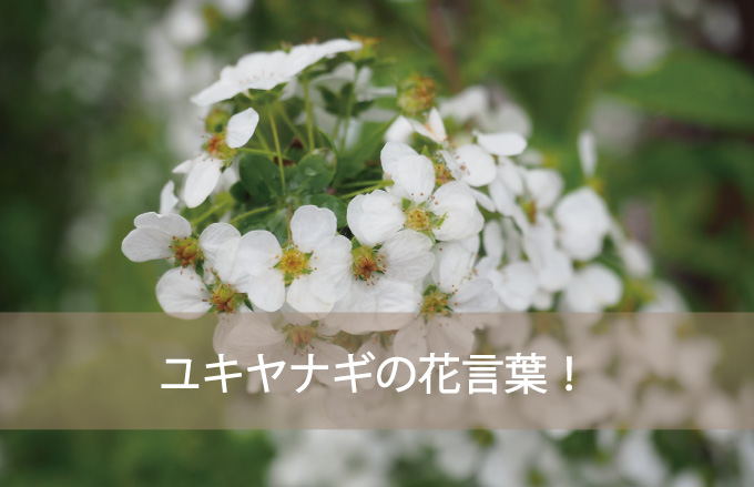 ユキヤナギの花言葉