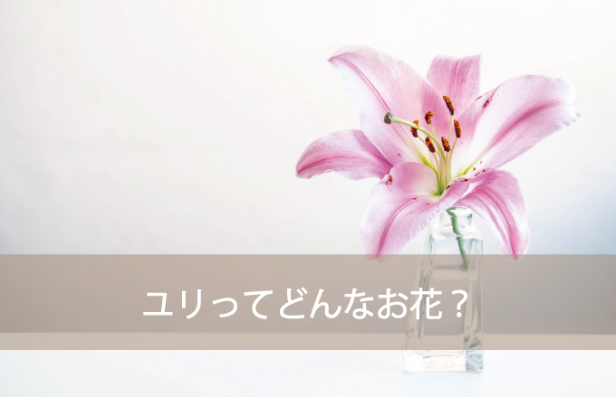 ユリってどんな花？