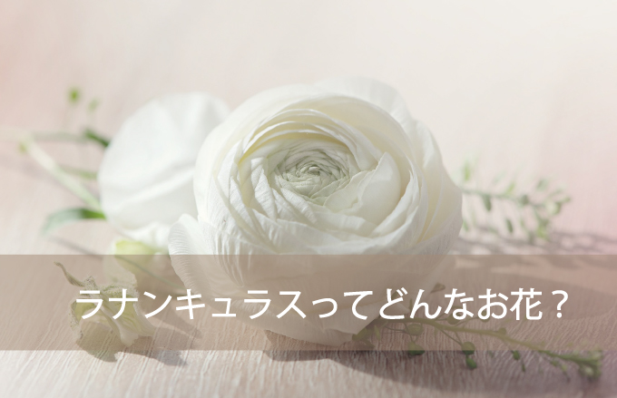 ラナンキュラスってどんなお花？