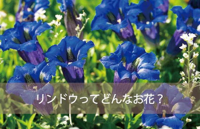 リンドウってどんなお花？