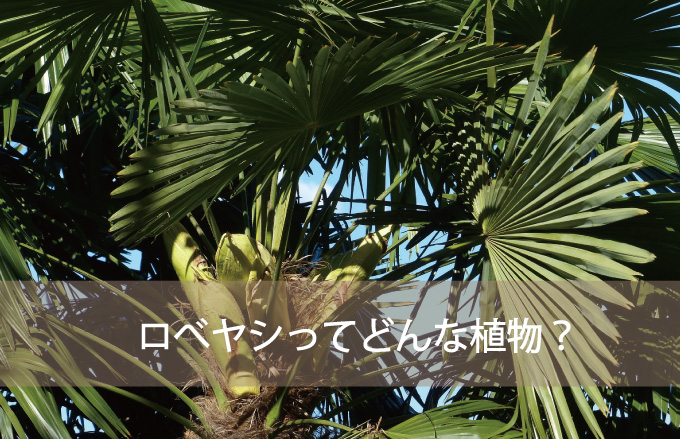 ロベヤシってどんな植物？