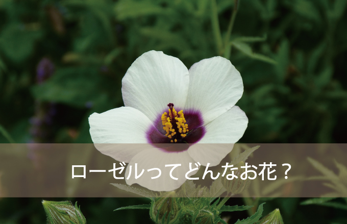 ローゼルってどんなお花？