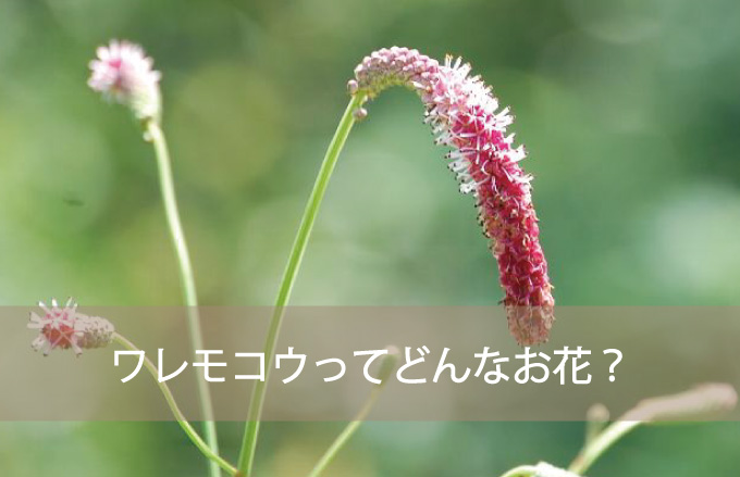 ワレモコウってどんなお花？