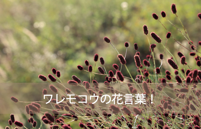 ワレモコウの花言葉